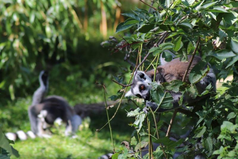 Lémur Catta