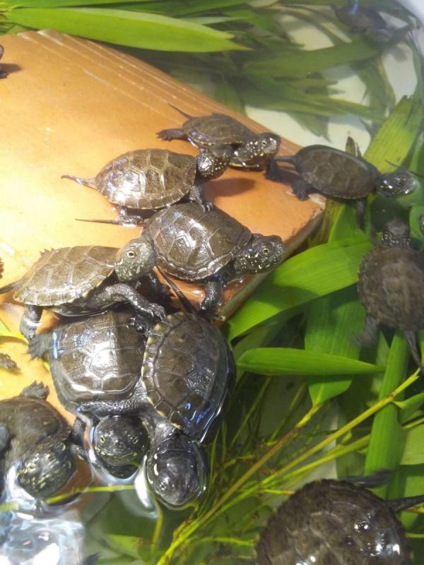 Jeunes Tortues cistude pour réintroduction 