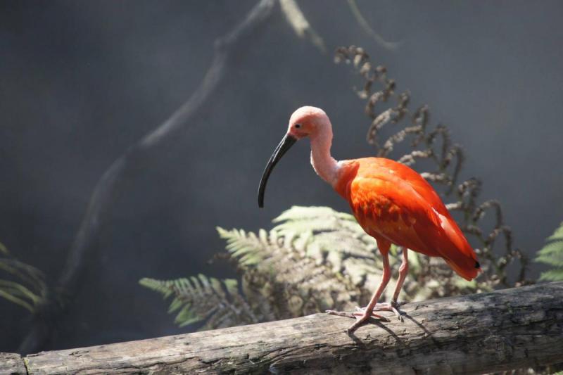 Ibis rouge eudocimus ruber
