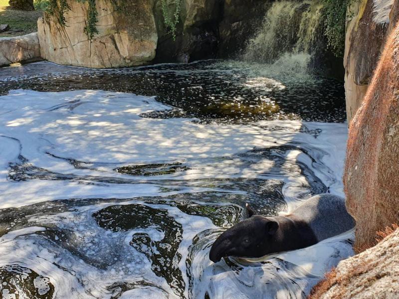 Tapir malais Tapirus indicus